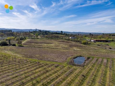Pomar Inguias, Belmonte