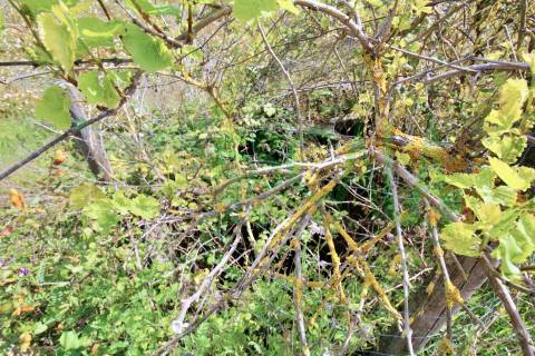 Terreno com área total de 4640 m² no Cartaxo