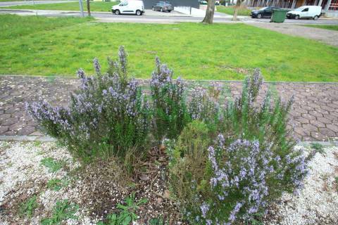 Terreno Urbano  Venda em Cartaxo e Vale da Pinta,Cartaxo