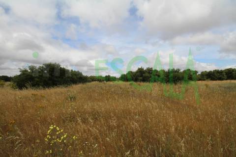 Terreno em Benavente para fins industriais ou agrícolas