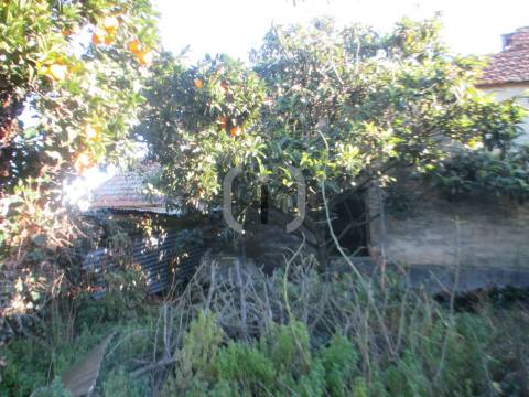 Terreno Para Construção  Venda em Bustos, Troviscal e Mamarrosa,Oliveira do Bairro