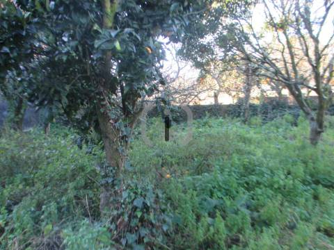 Terreno Para Construção  Venda em Bustos, Troviscal e Mamarrosa,Oliveira do Bairro
