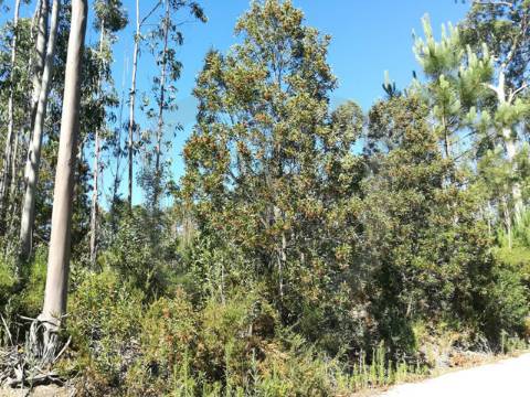 Lote de Terreno  Venda em Oliveirinha,Aveiro
