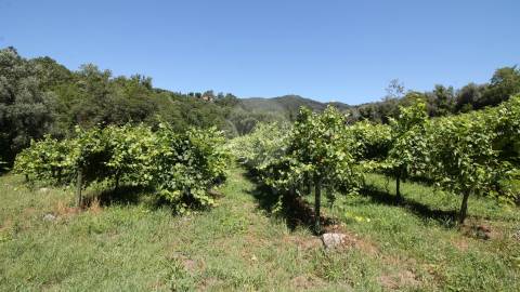 Quinta entre Amares e Gerês com casa para recuperar e vinha