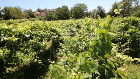 Quinta entre Amares e Gerês com casa para recuperar e vinha