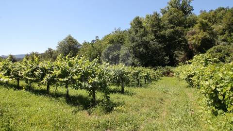 Quinta entre Amares e Gerês com casa para recuperar e vinha