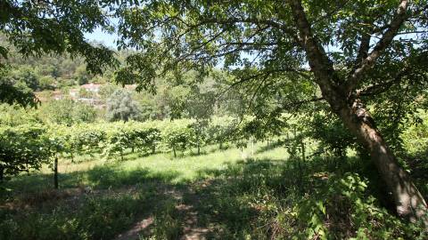 Quinta entre Amares e Gerês com casa para recuperar e vinha