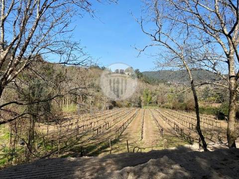 Quinta entre Amares e Gerês com casa para recuperar e vinha