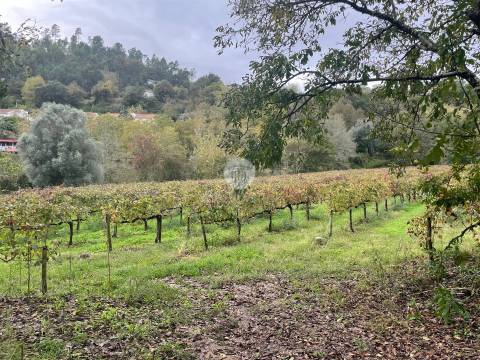 Quinta entre Amares e Gerês com casa para recuperar e vinha