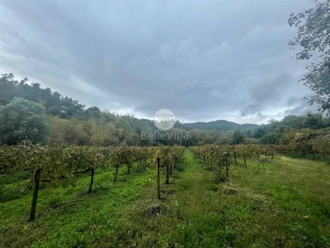 Quinta entre Amares e Gerês com casa para recuperar e vinha