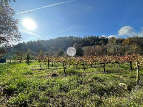 Quinta entre Amares e Gerês com casa para recuperar e vinha