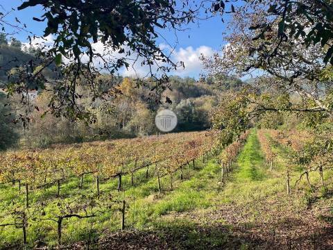 Quinta entre Amares e Gerês com casa para recuperar e vinha