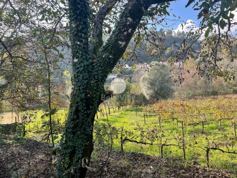 Quinta entre Amares e Gerês com casa para recuperar e vinha