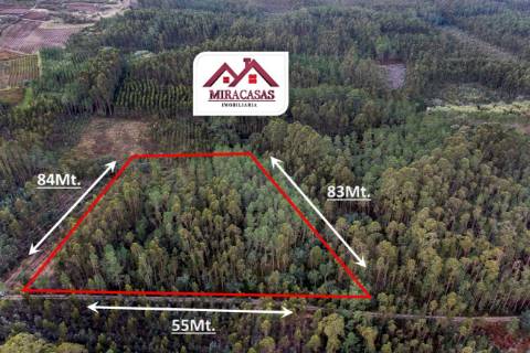 Terreno Rústico  Venda em Cantanhede e Pocariça,Cantanhede