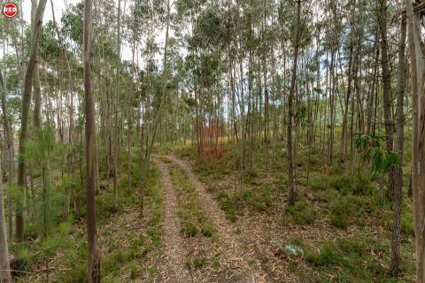 Terreno rústico com 8.000m2 em Lever