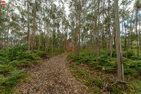 Terreno-Quinta com 8.000m2 em Lever