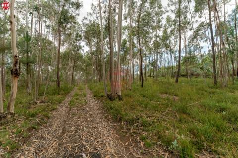 Terreno-Quinta com 8.000m2 em Lever