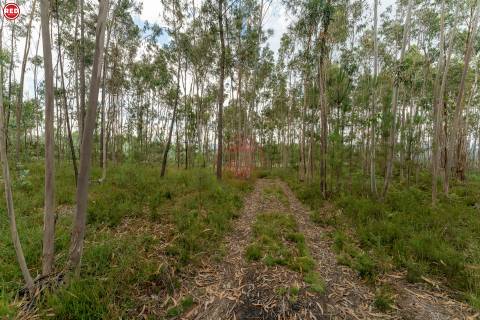 Terreno-Quinta com 8.000m2 em Lever