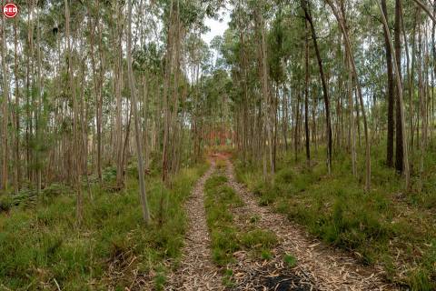 Terreno-Quinta com 8.000m2 em Lever