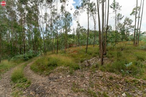 Terreno-Quinta com 8.000m2 em Lever