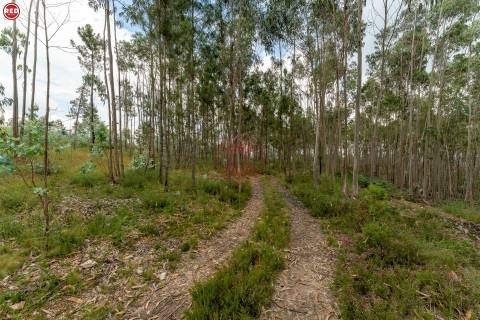 Terreno-Quinta com 8.000m2 em Lever