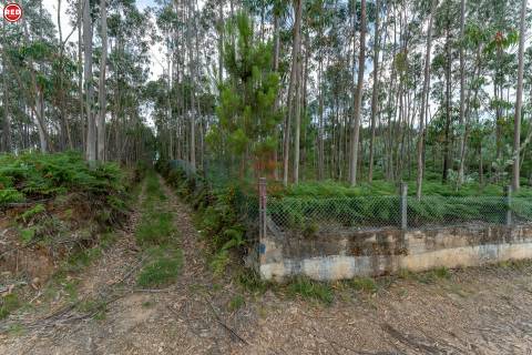 Terreno-Quinta com 8.000m2 em Lever