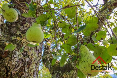 Quinta à venda em São Pedro do Sul Sul