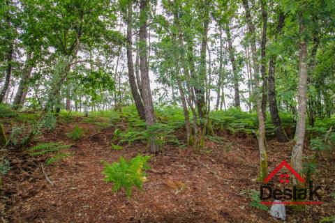 Terreno Rústico em Negrelos