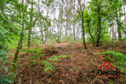 Terreno Rústico em Negrelos