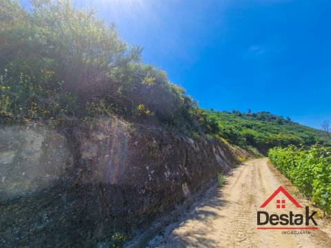 Terreno com vistas para o Rio Douro em Barqueiros