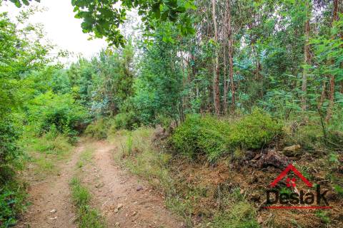 Terreno pinhal com mais de 11.000m²