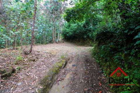 Terreno pinhal com mais de 11.000m²