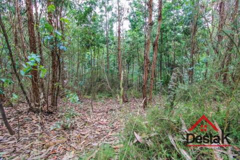 Terreno pinhal com mais de 11.000m²