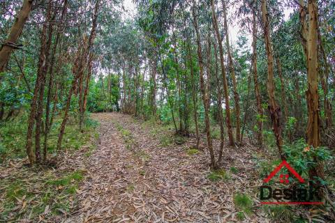 Terreno pinhal com mais de 11.000m²