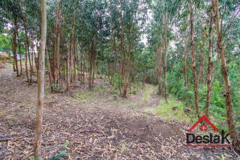 Terreno pinhal com mais de 11.000m²