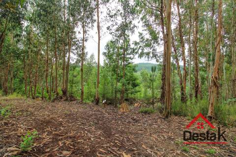Terreno pinhal com mais de 11.000m²