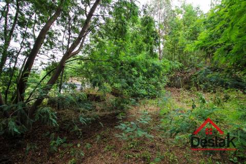 Terreno pinhal com mais de 11.000m²