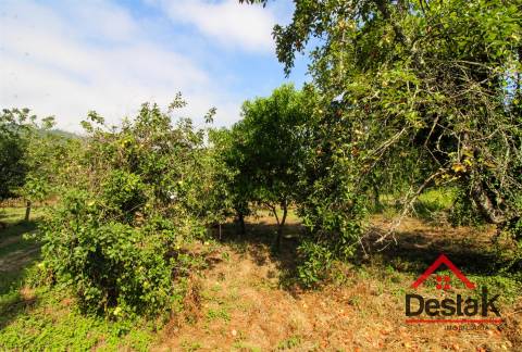 Pomar nas margens do Rio Sul, para venda