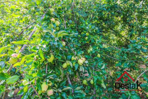 Pomar nas margens do Rio Sul, para venda