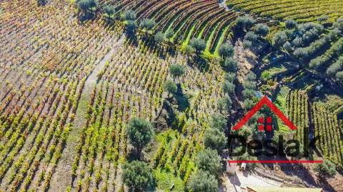 Terreno com vinha para venda no Douro