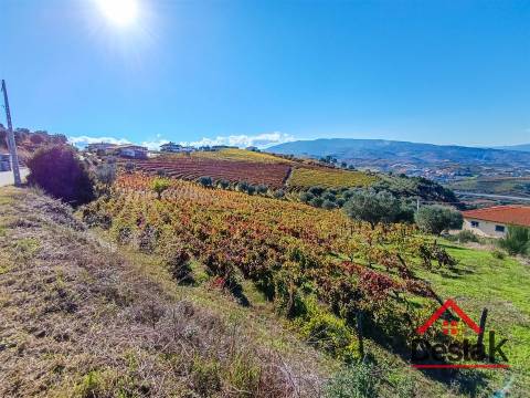 Terreno com vinha para venda no Douro