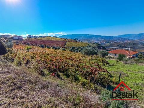 Terreno com vinha para venda no Douro
