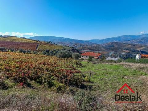 Terreno com vinha para venda no Douro