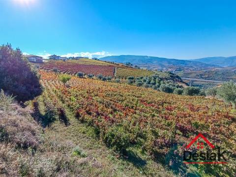 Terreno com vinha para venda no Douro