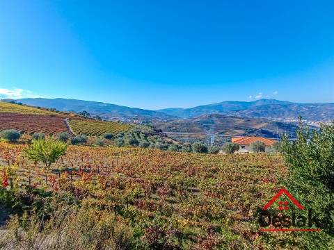 Terreno com vinha para venda no Douro