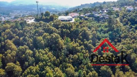 Terreno pinhal com mais de 19.000m²