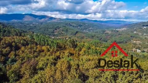 Terreno pinhal com mais de 19.000m²