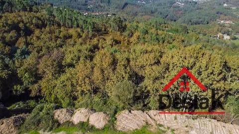 Terreno pinhal com mais de 19.000m²