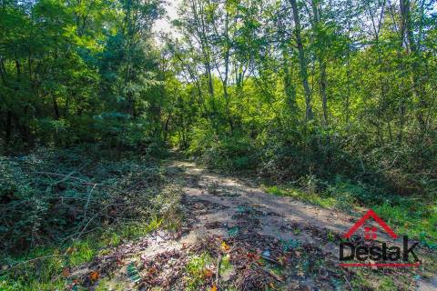 Terreno pinhal com mais de 19.000m²