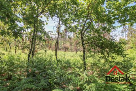 Terreno para venda em Pinho, São Pedro do Sul